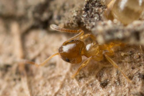 Réf. 252 210 : Plagiolepis pygmaea